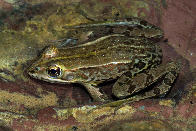 Determinazione rana - Pelophylax sp. (Livorno)